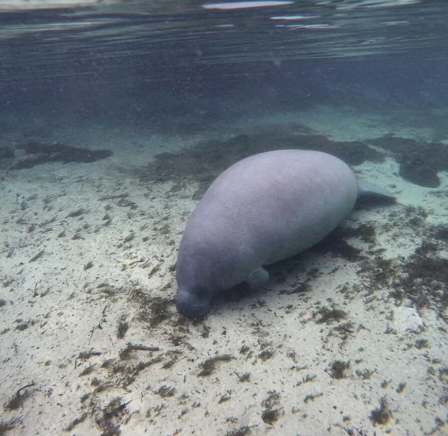 Manatee underwater