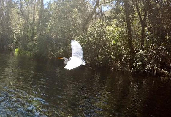 Bird flying over river